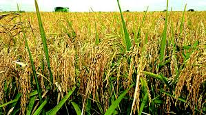 Abia Rice Expansion Programme completes pilot phase, boosting local rice production and agricultural.